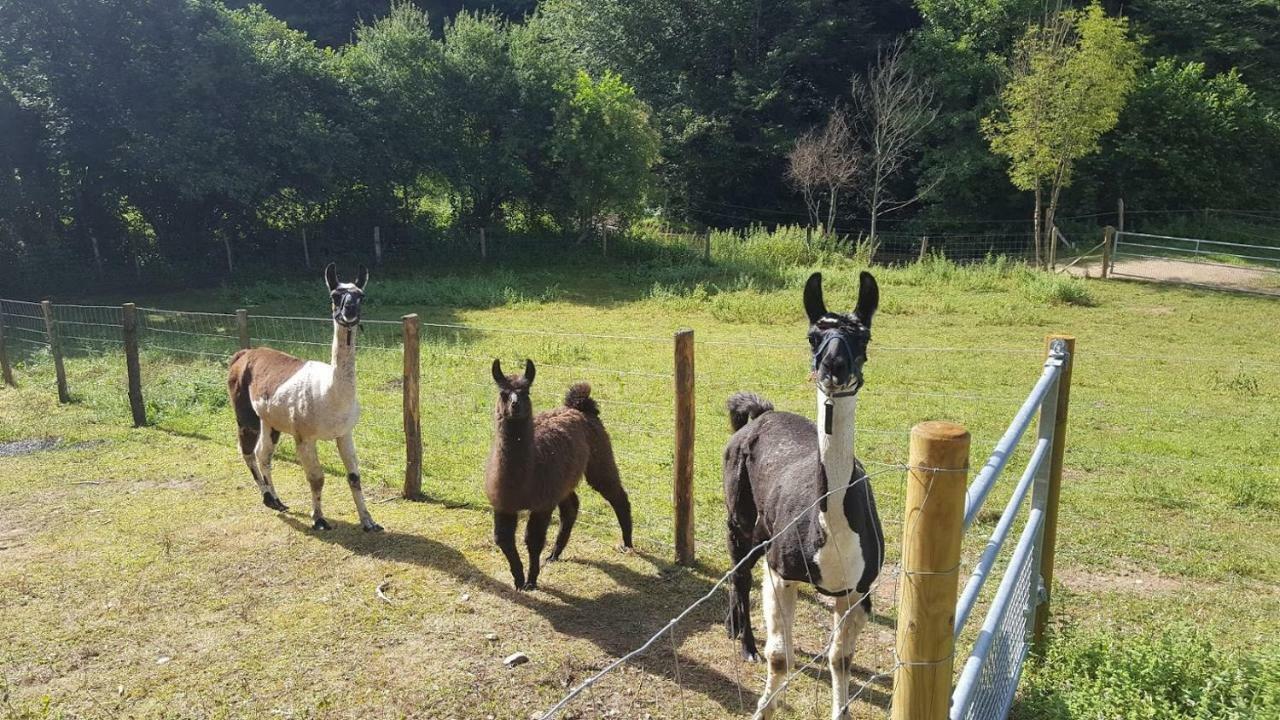 La Ferme Des Andes - Gite L'Atelier Quins 외부 사진