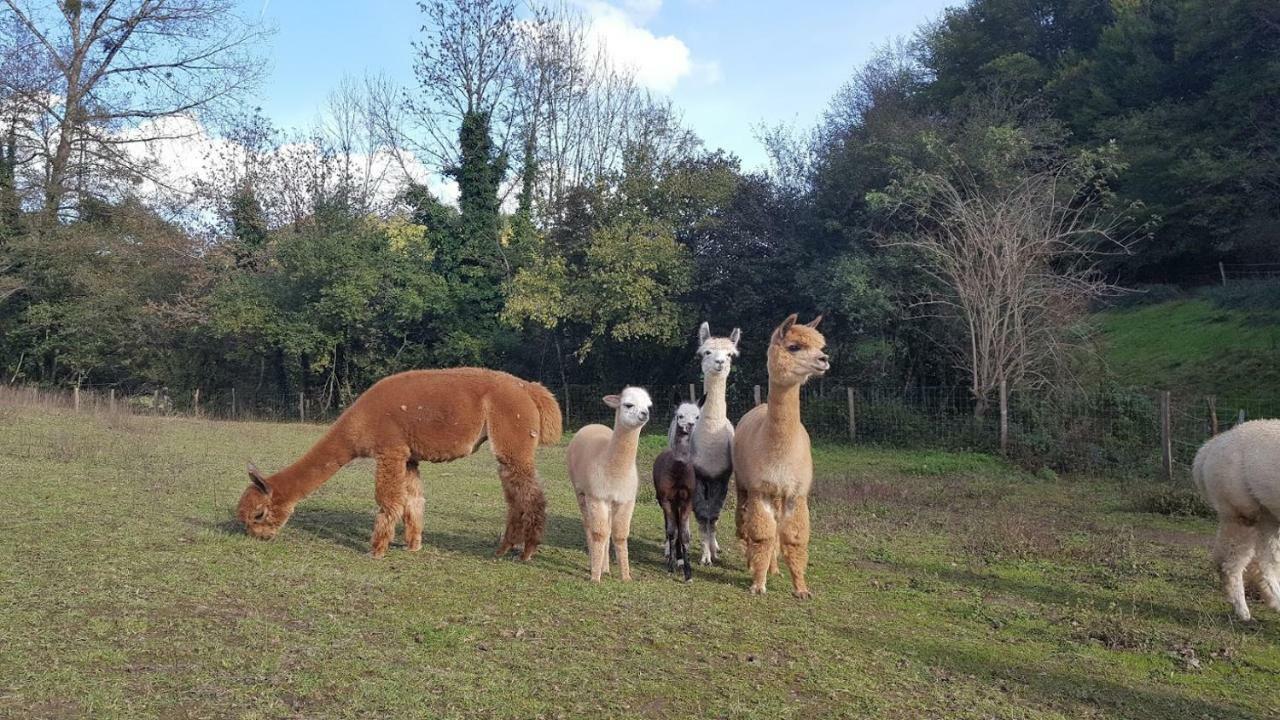 La Ferme Des Andes - Gite L'Atelier Quins 외부 사진